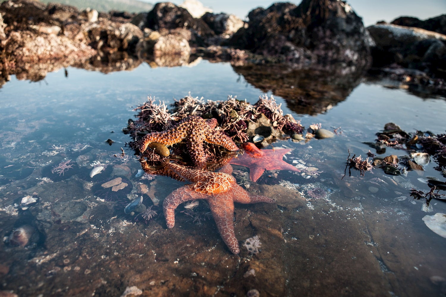Everything You Should Know BEFORE Visiting the Homer Tide Pools Land